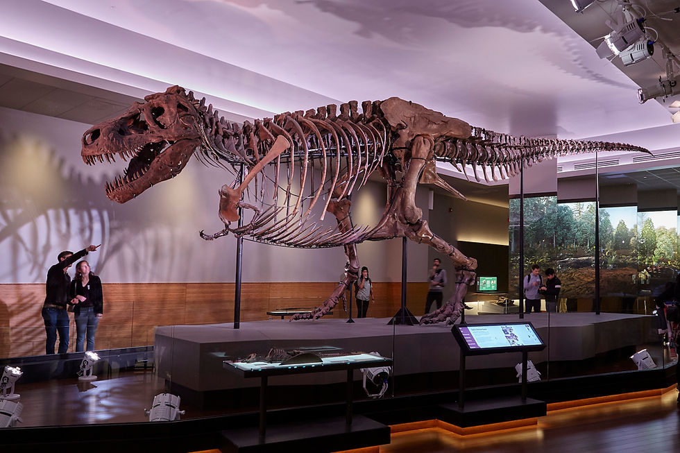 a large t-rex fossil in a museum