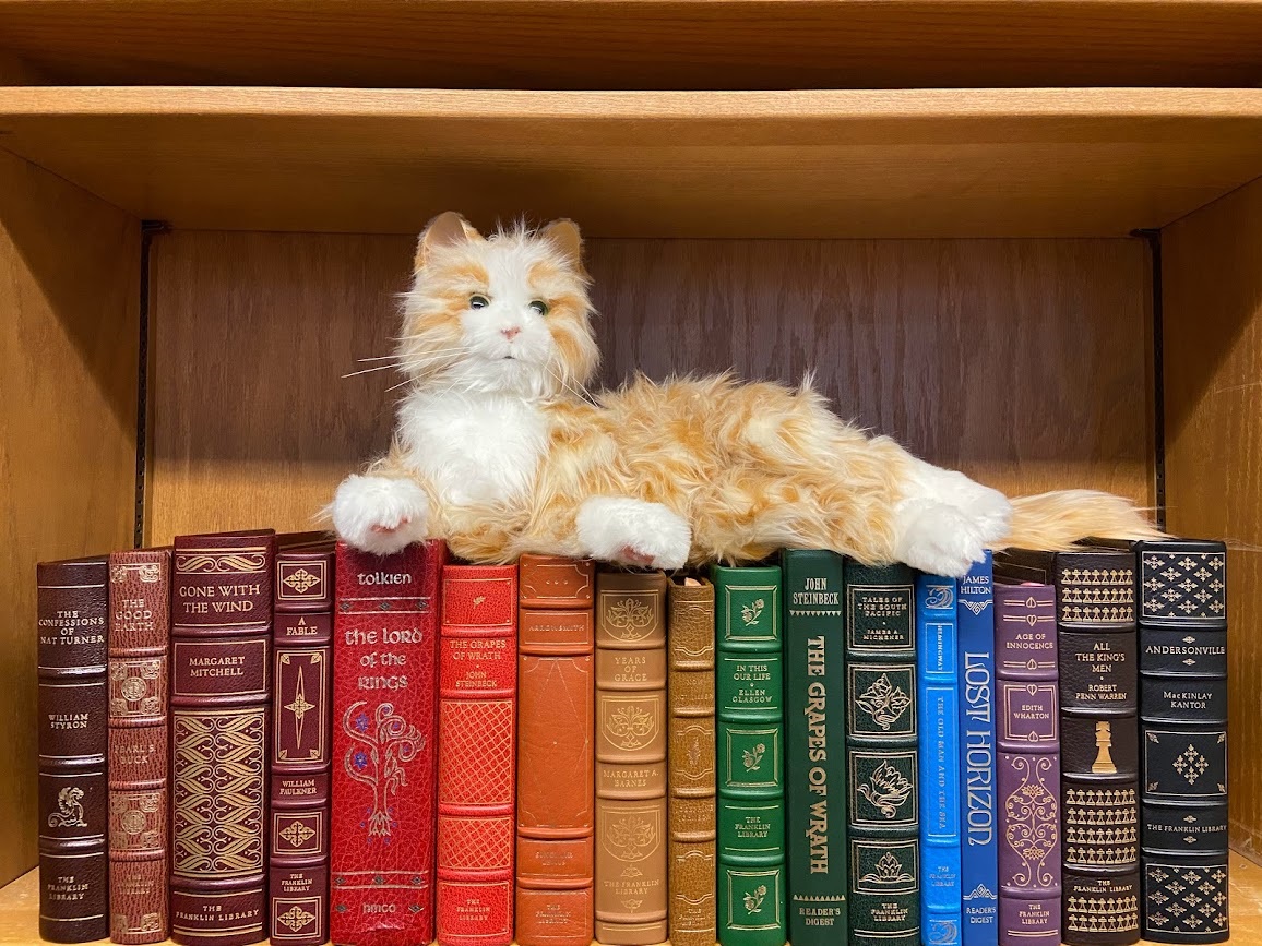 Book spines arranged in a rainbow by color on a shelf with a stuffed cat