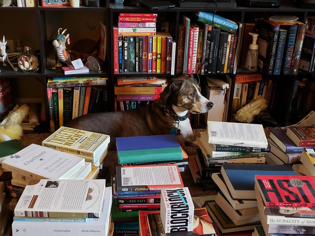 A brown and white dog sits among stacks and stacks of books