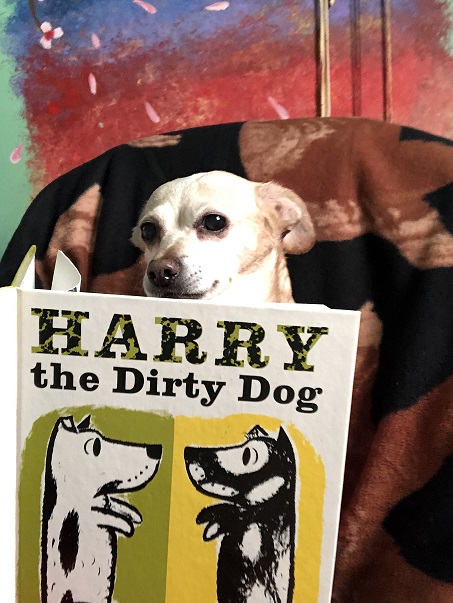 A small brown and white dog looking at the children's book Harry the Dirty Dog