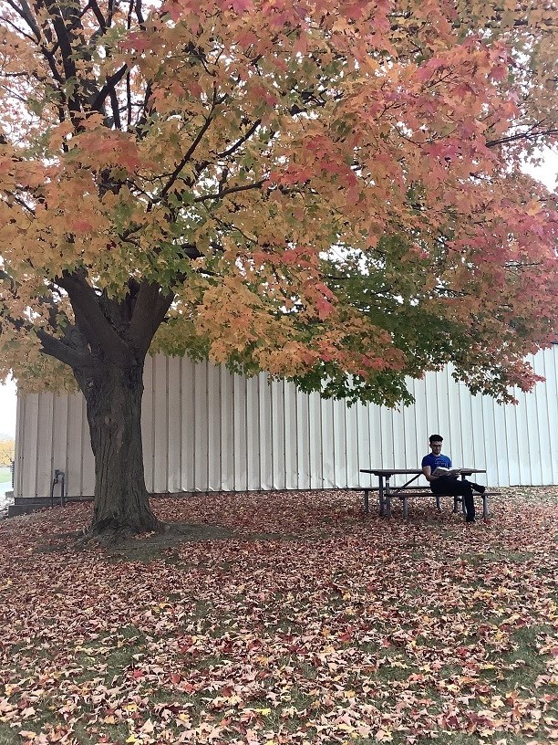 A young man sits at a picnic table reading under a large tree with splendid orange, yellow, and green leaves. Many leaves already litter the ground around him.